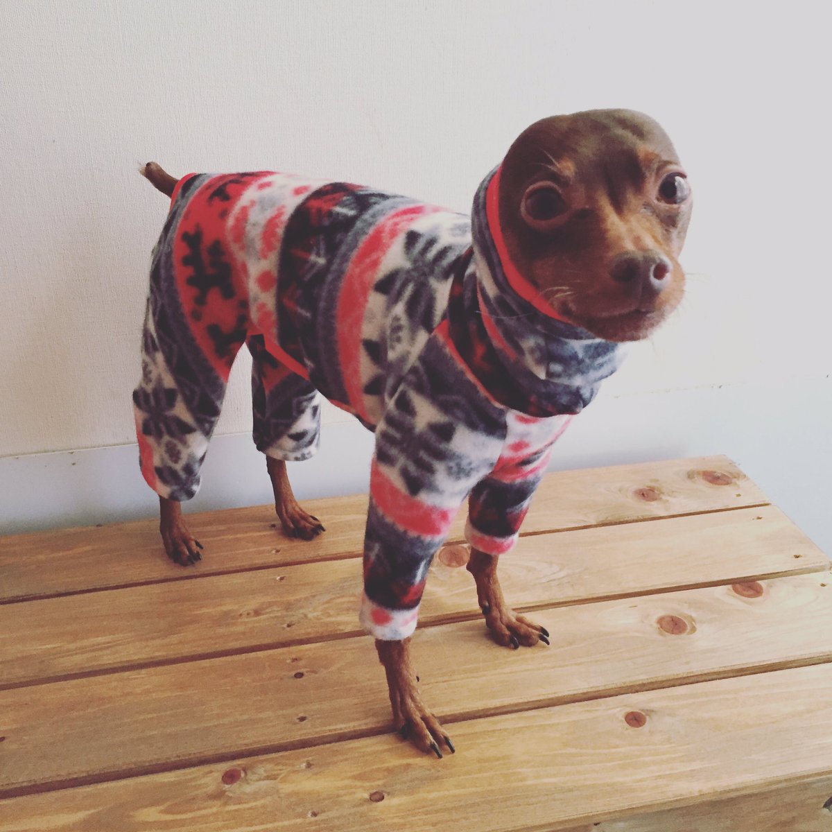 様々な画像 愛されし者 ミニピン 服 型紙