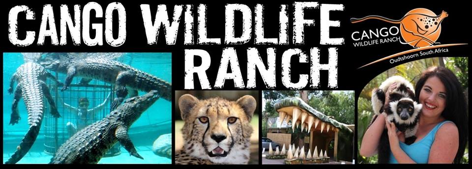 infomobiza's tweet photo. @cangowranch Unique Destination on the Outskirts of #Oudtshoorn @visitoudtshoorn 
Get more info, sms CANGORANCH to 43281 #EcoFriendlyTourism https://t.co/coCjFyp5R7