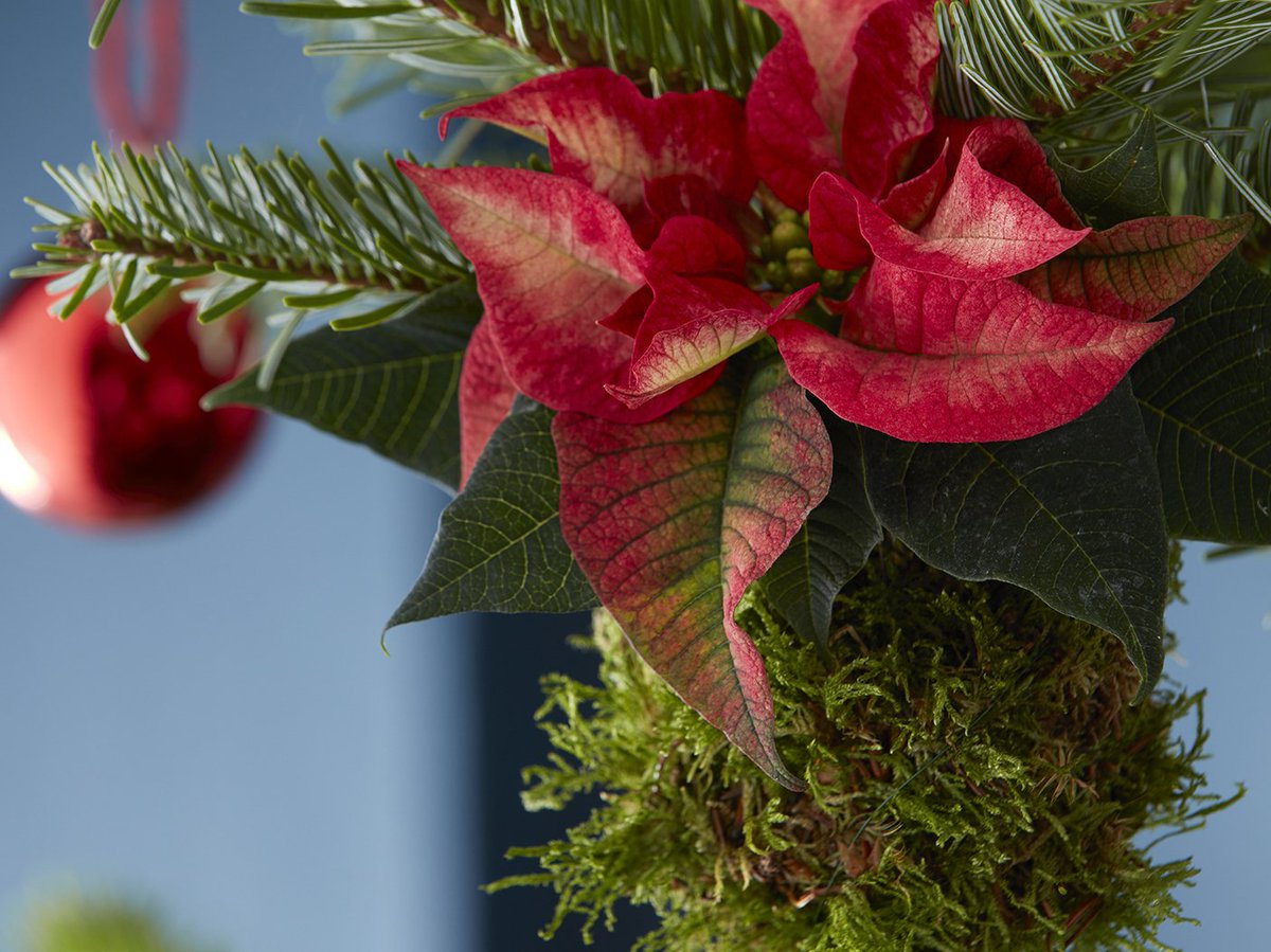 Wist jij dat de Azteken hun tempels versierden met de Kerstster omdat ze het zagen als symbool voor nieuw leven?