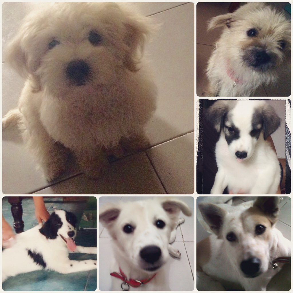 Pls let it rain tomorrow midnight so there won't be fireworks for the safety of my furbabies.