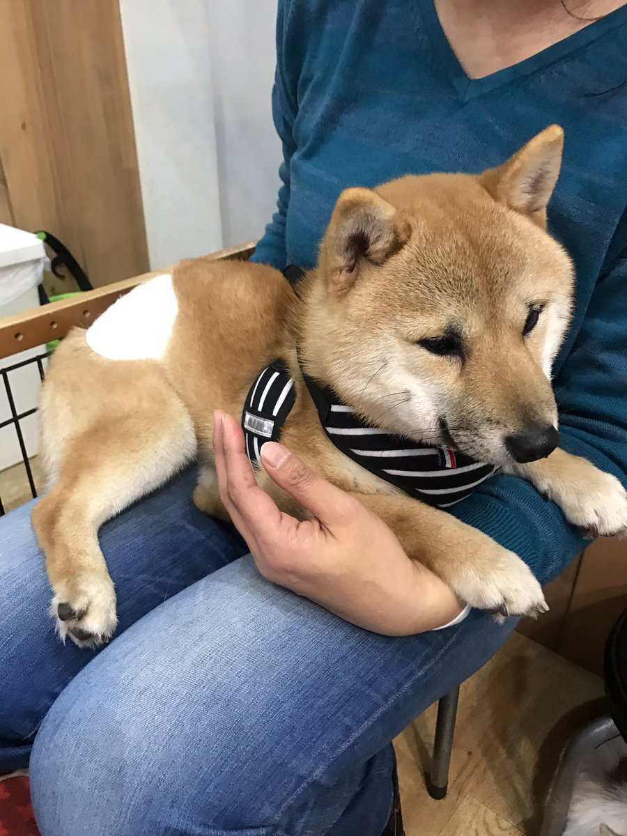 柴犬りん على تويتر りんのヤキモチ覚悟で また保護犬カフェに行ってきました まだ赤ちゃん顔のたくや君 モコモコでヌイグルミみたい あき君はカメラを向けると寄ってくる かわいいです 柴犬 保護犬 保護犬カフェ東道頓堀 柴犬りん على تويتر りんのヤキモチ覚悟で また保護犬カフェに行ってきました まだ赤ちゃん顔のたくや君 モコモコでヌイグルミみたい あき君はカメラを向けると寄ってくる かわいいです 柴犬 保護犬 保護犬カフェ東道頓堀