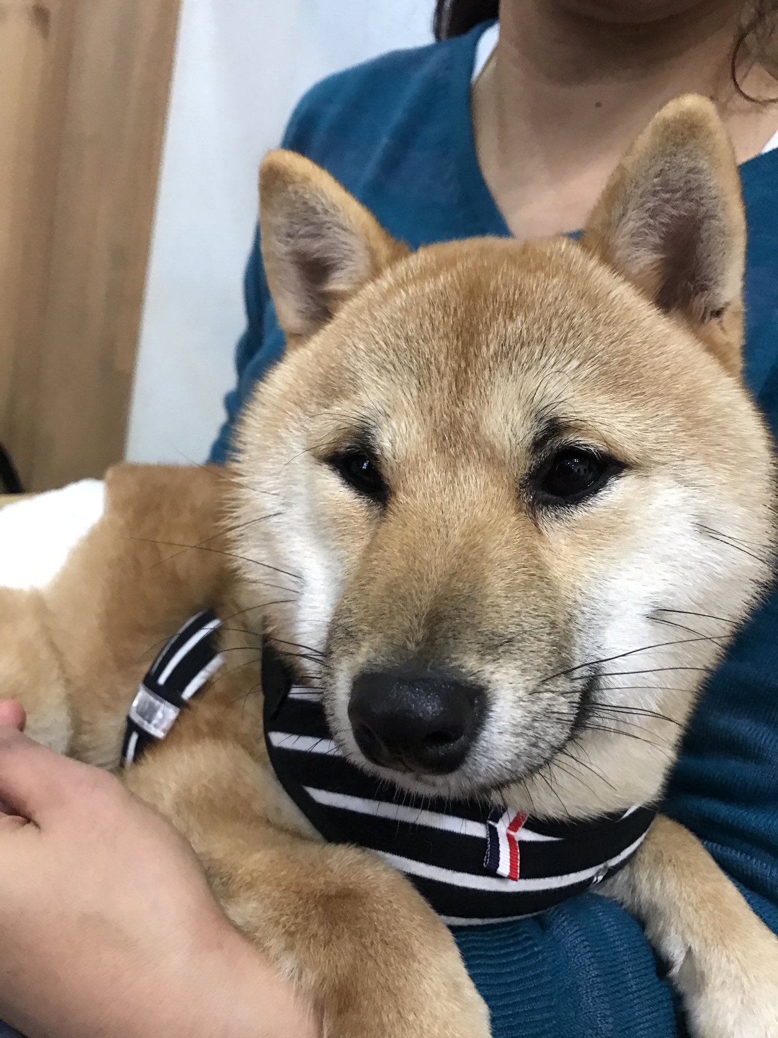 柴犬りん على تويتر りんのヤキモチ覚悟で また保護犬カフェに行ってきました まだ赤ちゃん顔のたくや君 モコモコでヌイグルミみたい あき君はカメラを向けると寄ってくる かわいいです 柴犬 保護犬 保護犬カフェ東道頓堀 柴犬りん على تويتر りんのヤキモチ覚悟で また保護犬カフェに行ってきました まだ赤ちゃん顔のたくや君 モコモコでヌイグルミみたい あき君はカメラを向けると寄ってくる かわいいです 柴犬 保護犬 保護犬カフェ東道頓堀