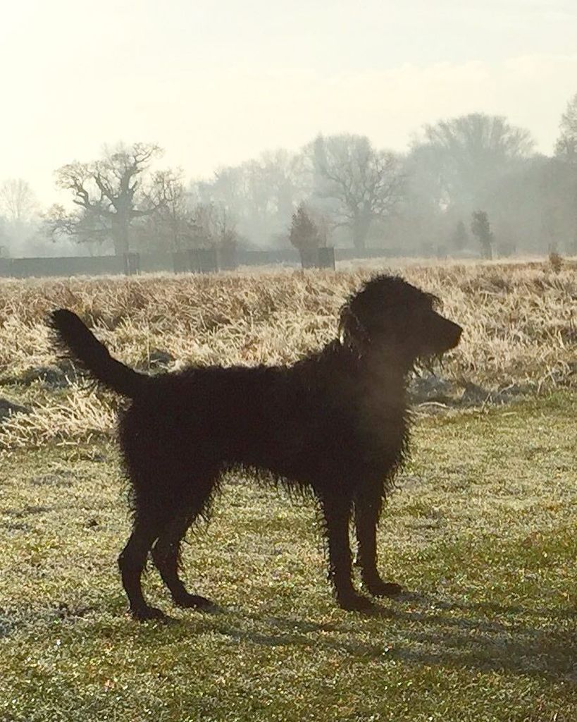popoochportrait's tweet photo. Morning all. #popoochportraits #dogs #dog #dogwalk #dogsofinsta #dogslife #dogstagram #par… https://t.co/vtrR3LWWWc https://t.co/oNyceUqKcA