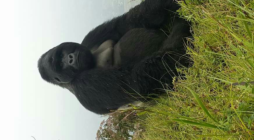 @UrgentPart2 @gracielasomma just like these guys the #Lion and #moutaingorillas in #Uganda, conserve nature.
kidewilstours.com