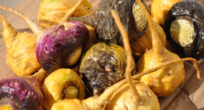 #Maca la radice che forniva #energia e #fertilità agli Inca riscoperta dalla medicina occidentale dolcevitaonline.it/maca-la-radice… via <a href="/dolcevita_mag/">Dolce Vita</a>