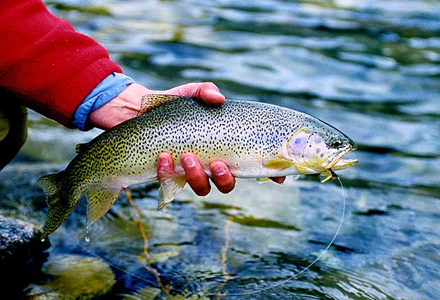 FlyFishingSimpl's tweet photo. Hooking Dry-Fly Trout #flyfishing #fishing via @MidCurrent https://t.co/hXvPVmjtjz https://t.co/bt3qKyWo5d