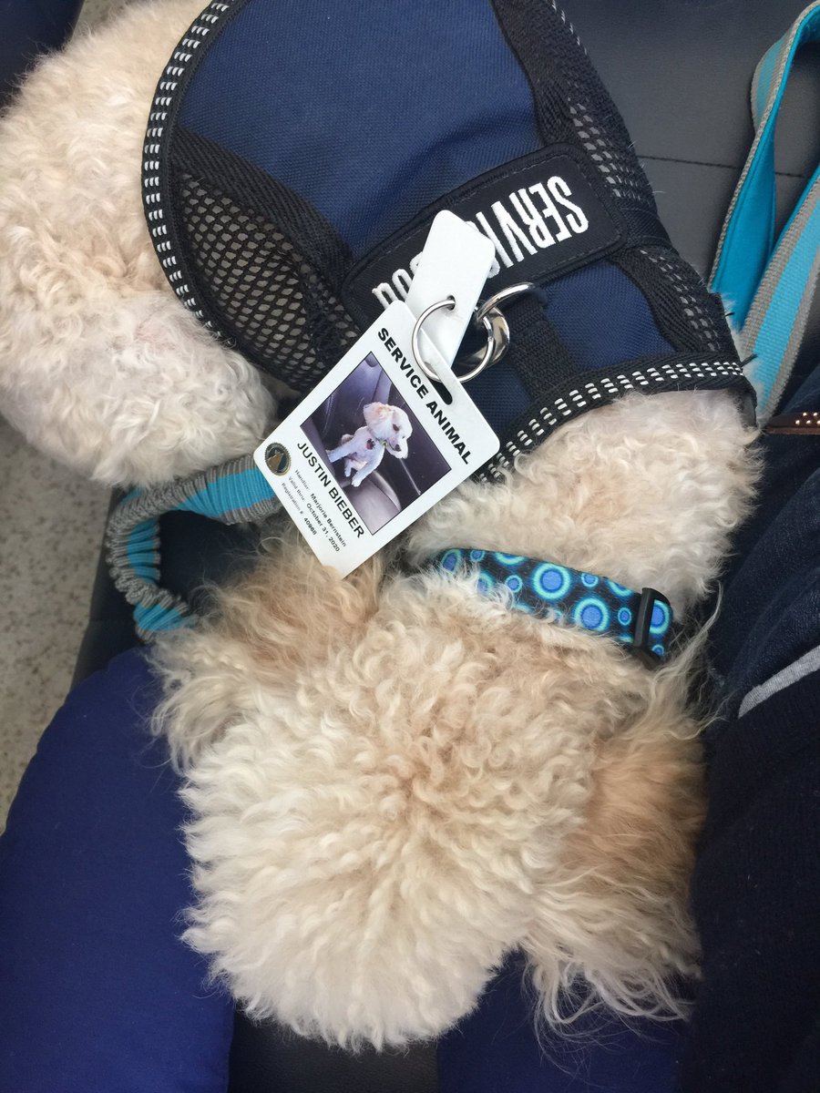 marjsells's tweet photo. @justinbieber #poodle service animal https://t.co/itB2nW6QPo