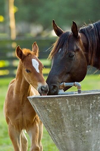 sdaheralmosawi's tweet photo. .:. خذ راحتك بس لا تاخذ راحتي⁉️
#bahrain #bh #manama #horses #saydan #الخيول https://t.co/qEPj1bdpNP