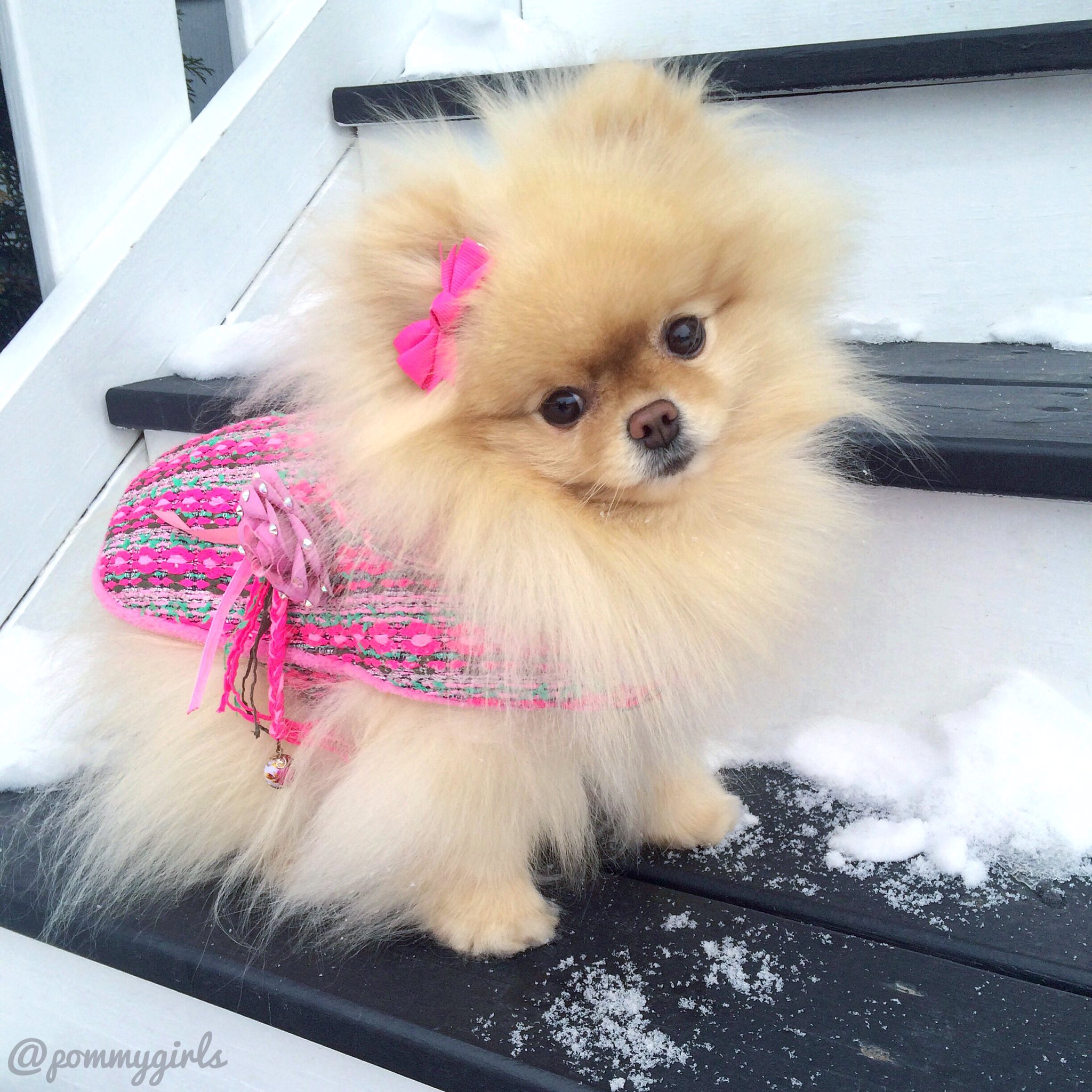 Girl pomeranian hotsell