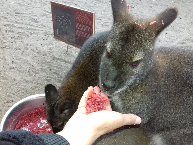 Feeding Kangaroos at the Zoo #Budapest #Zoo #Kangaroo https://t.co/3ECSf4mfU5