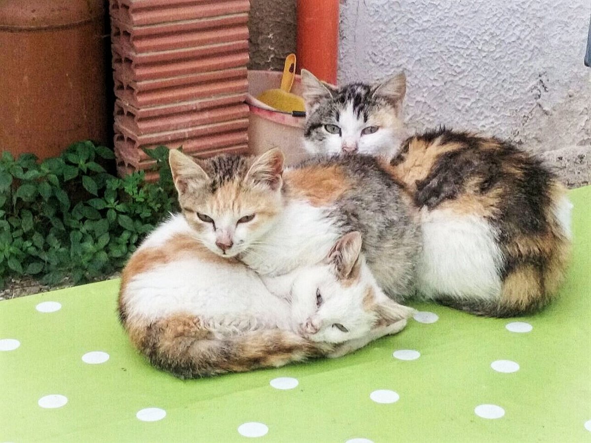 Tris di gatti #villasantisidorodecordova #aspra #gatti #cats #pets