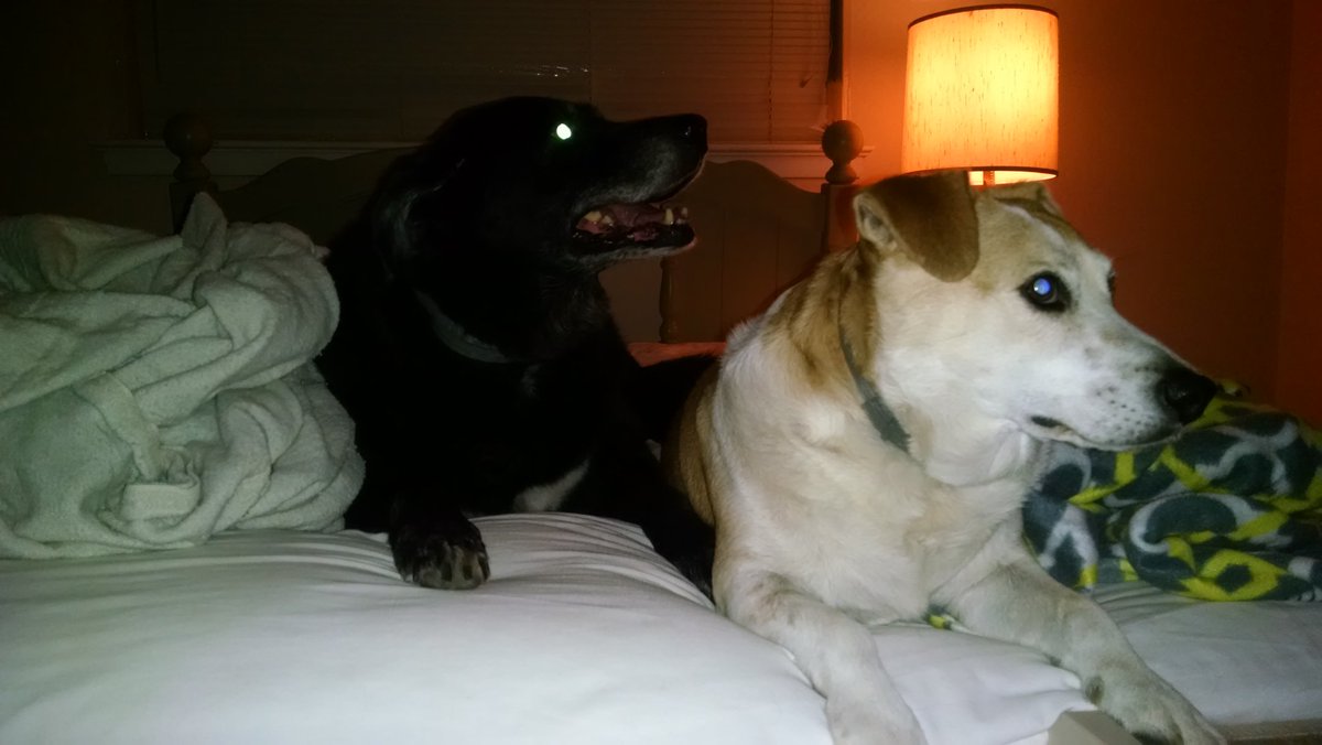 Quang Le tweet media