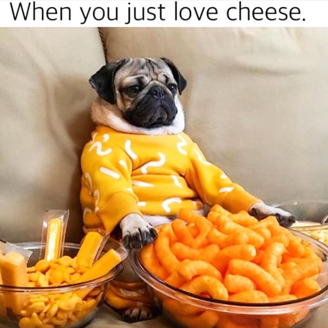 Why Do Dogs Love Cheese