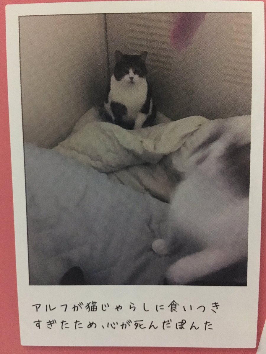 鴻池剛と猫のぽんた ニャアアアン ウッドブック未収録ツイートまとめ ヒモメン 2ページ目 Togetter 鴻池剛と猫のぽんた ニャアアアン ウッドブック未収録ツイートまとめ ヒモメン 2ページ目 Togetter