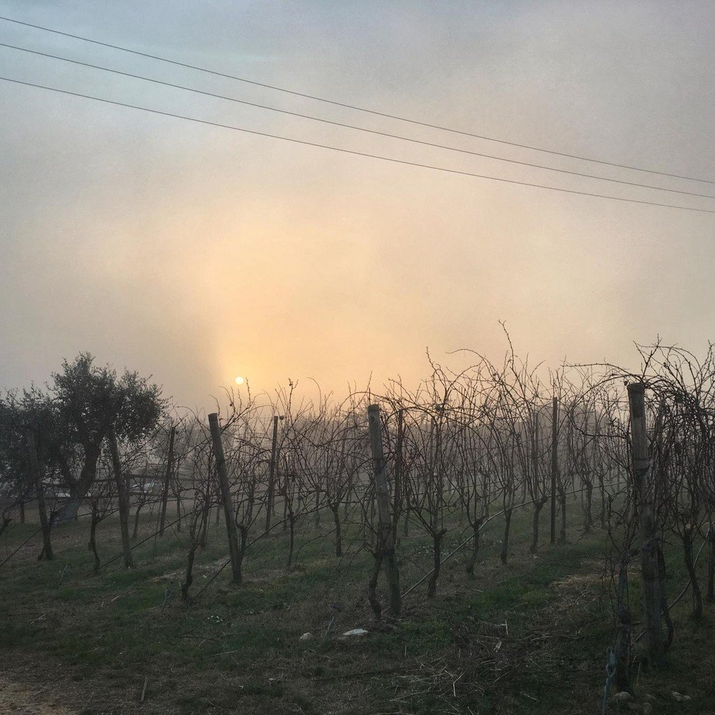 #vineyards in winter ❄