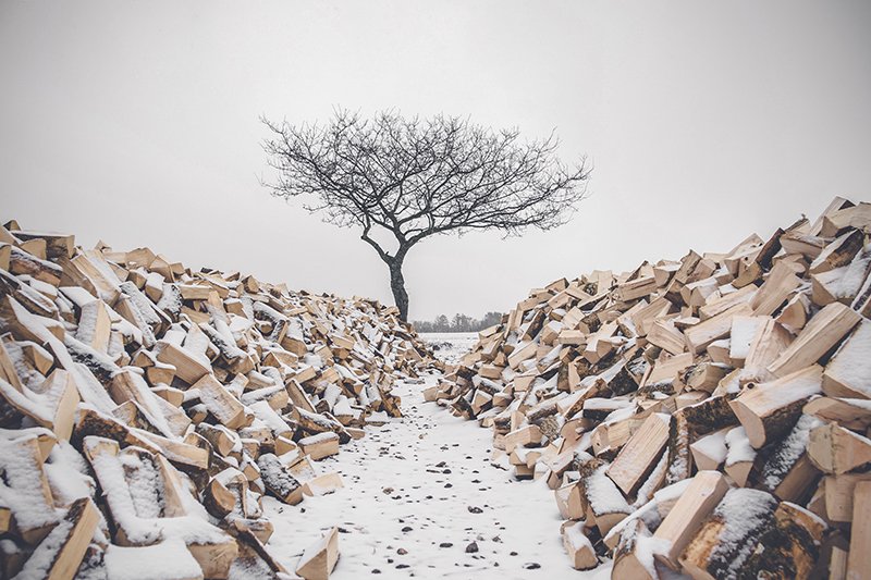 polarpx's tweet photo. Tree survived the massacre. https://t.co/8rcA88mIDf
#winter #trees #nature #survivor #firewood #photography #photographer #wintertime #photo https://t.co/OzESMCPiPa