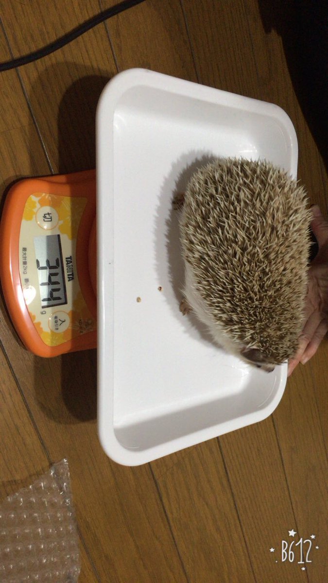 B31N6's tweet photo. @hariwo20161233 
うちの子9月22日生まれで体重が😱 https://t.co/gD5xNzpoKz