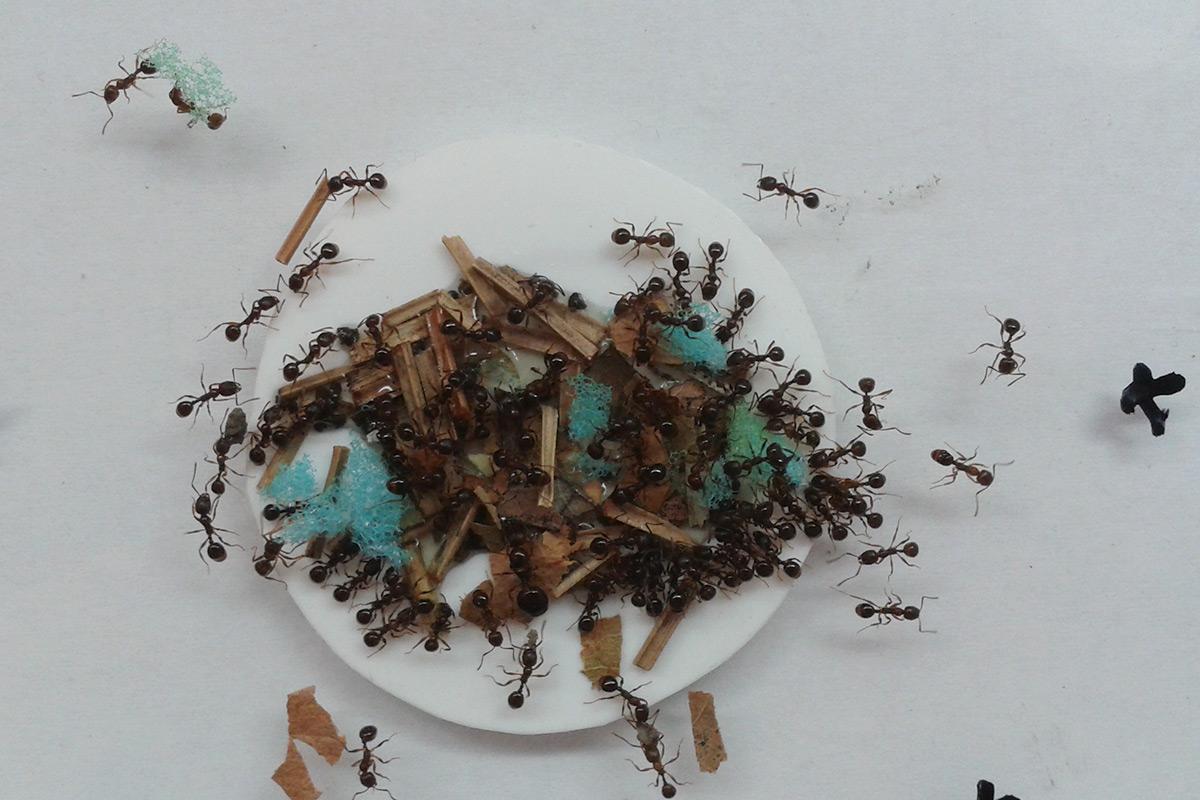 newscientist's tweet photo. Ants craft tiny sponges to dip into honey and carry it home https://t.co/5tO2d11z5u https://t.co/XJP60Qp6zP