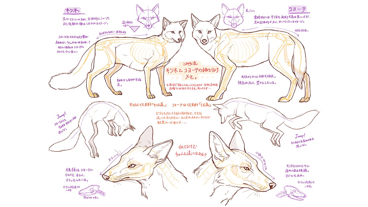 お絵かき講座パルミー クリスマスキャンペーン開催中 イラストレーターのこみちさんによる 動物イラストの描き方講座 です トラとライオン キツネとコヨーテなど 体格が似ている動物について それぞれの特徴を解説していきますよー 似ている