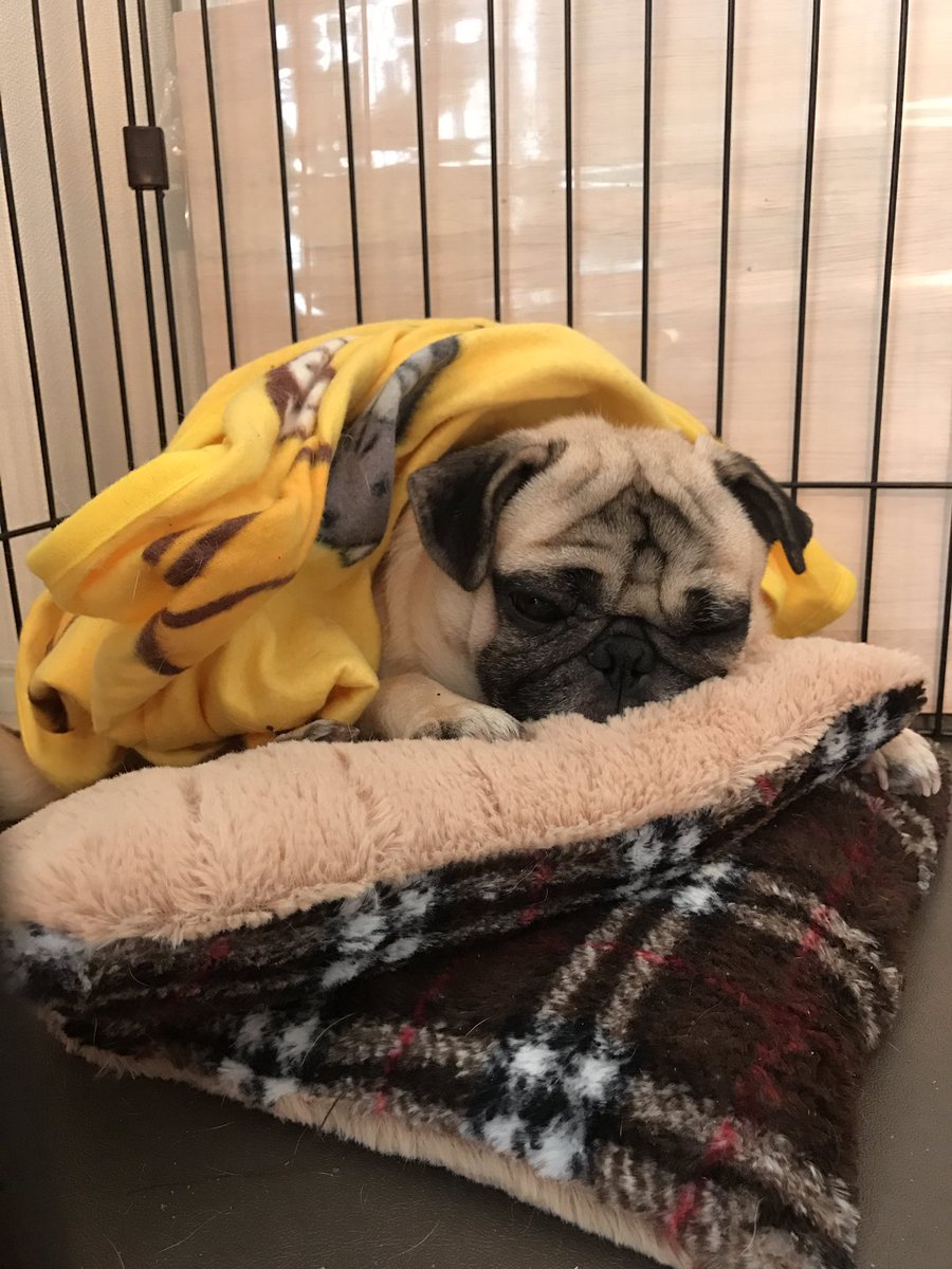 パグのぎんちゃん。 (@ginzirouchan) / Posts / X