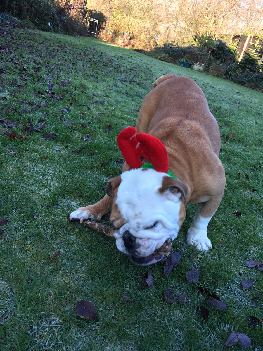 KiraTylerBully's tweet photo. Reindeer playing in the garden with his stick! #antlers #stickfun https://t.co/vm4z1rUL6g