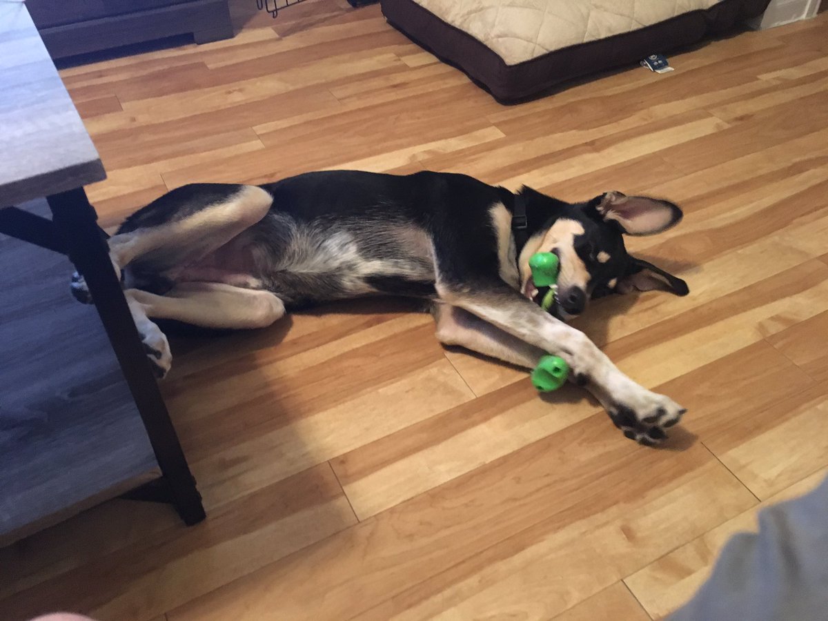 AustininTX13's tweet photo. @HeroineB0B you in Scandinavia yet? Share pics! Have you seen my new dog yet? #missingBob'sstream #randomtweet https://t.co/bx57laUB0c