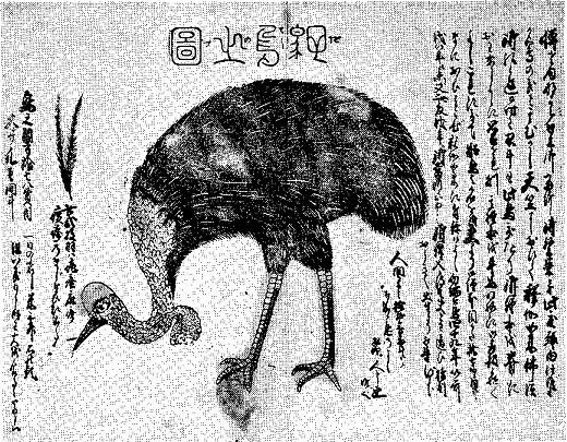 クダンノシゴト 今年は丑年 駝鳥 火喰い鳥 此貮枚羽ハ疱瘡麻疹疫疹乃まじなひに成る 来年は酉年だから神話伝説上の鳥を挙げてく クダンノシゴト 今年は丑年 駝鳥 火喰い鳥 此貮枚羽ハ疱瘡麻疹疫疹乃まじなひに成る 来年は酉年だから神話伝説上の鳥を挙げてく