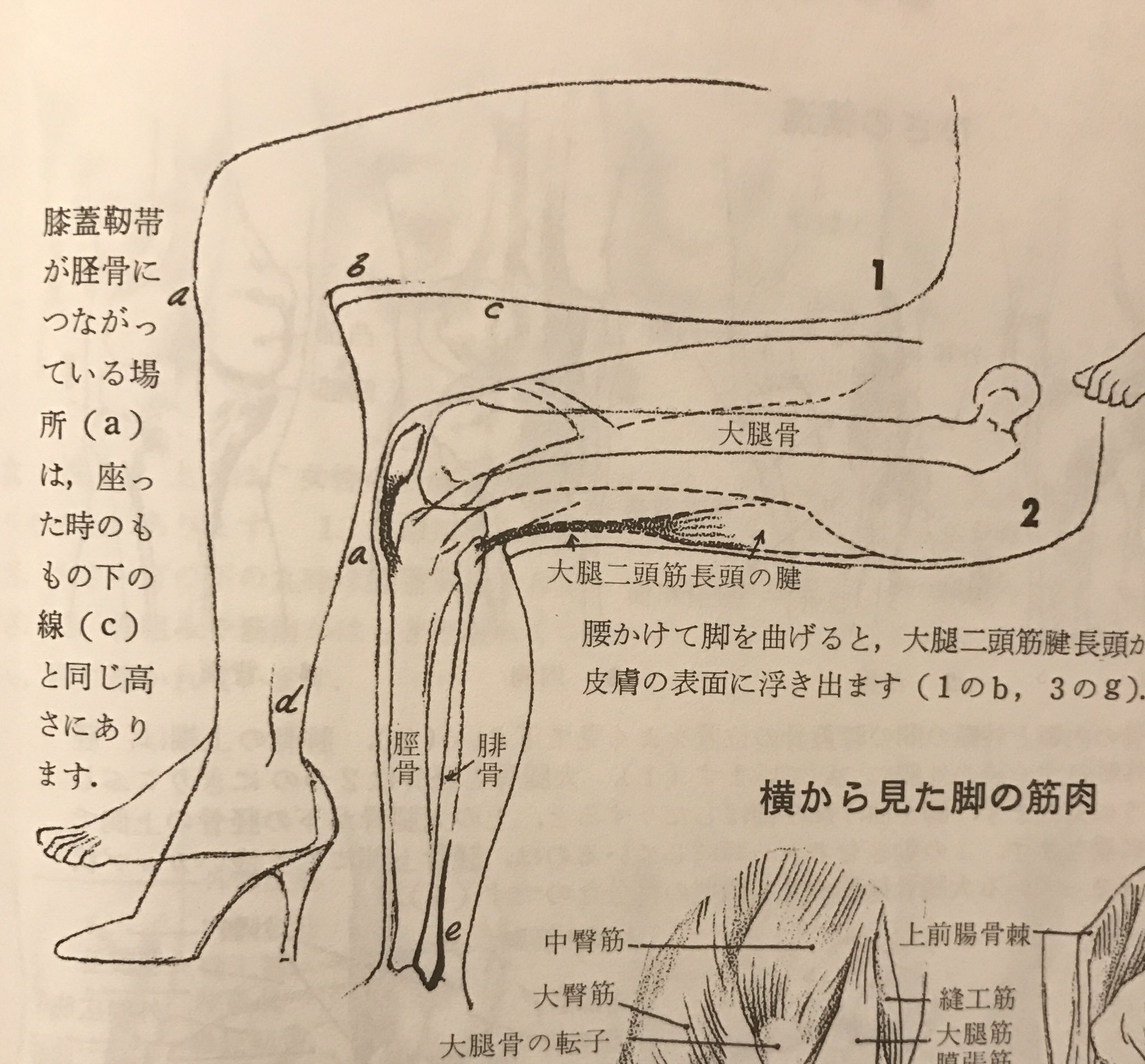 Vette Pa Twitter ジャック ハム 人体のデッサン技法 これも超定番 クロッキーや石膏デッサンの手順 技法ではなくて人体の構造やバランスを知って描こうという本 サンプル真似なさいと言うより構造を知って観察する必要があるという点が好き