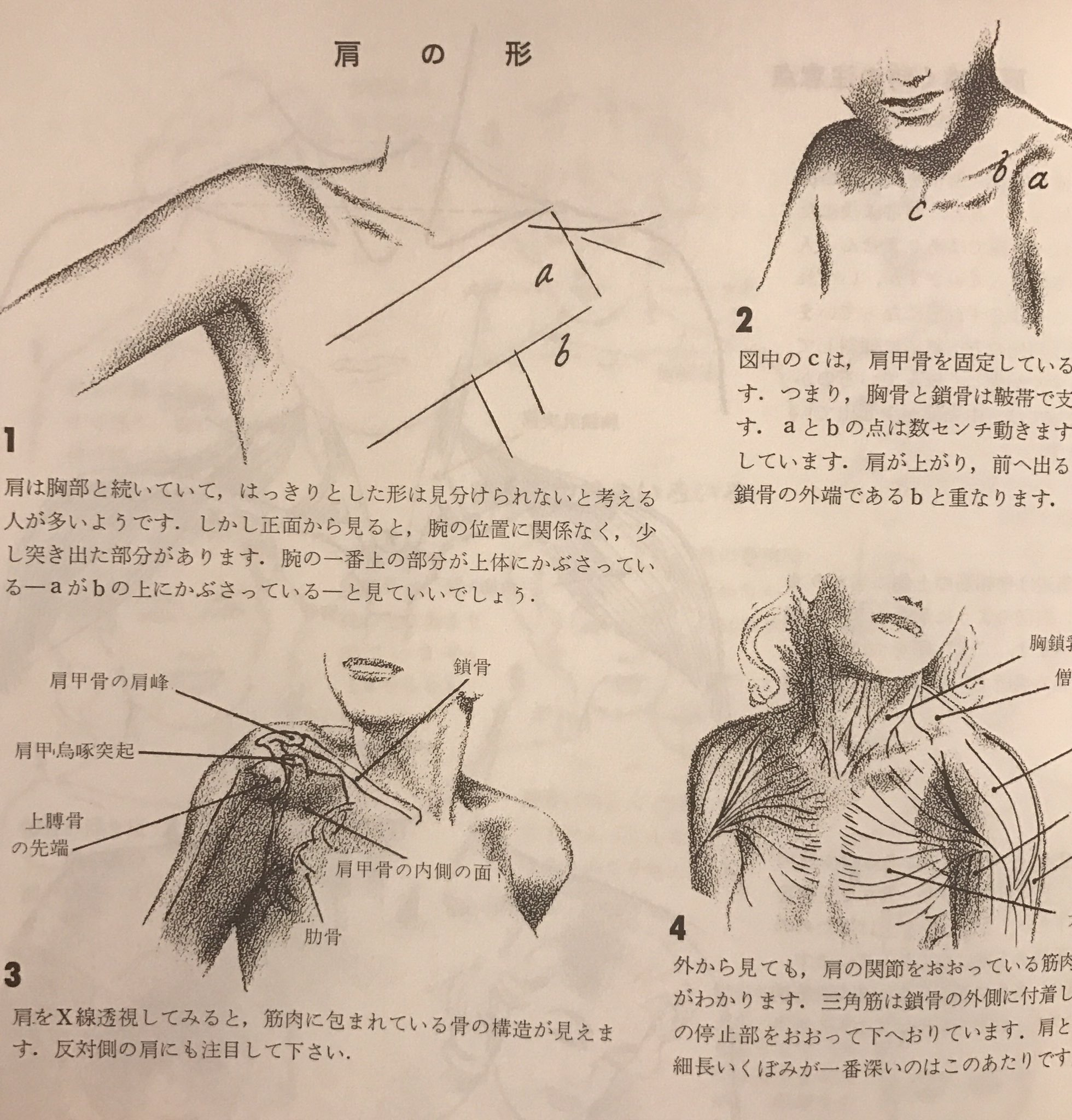Vette Pa Twitter ジャック ハム 人体のデッサン技法 これも超定番 クロッキーや石膏デッサンの手順 技法ではなくて人体の構造やバランスを知って描こうという本 サンプル真似なさいと言うより構造を知って観察する必要があるという点が好きな本