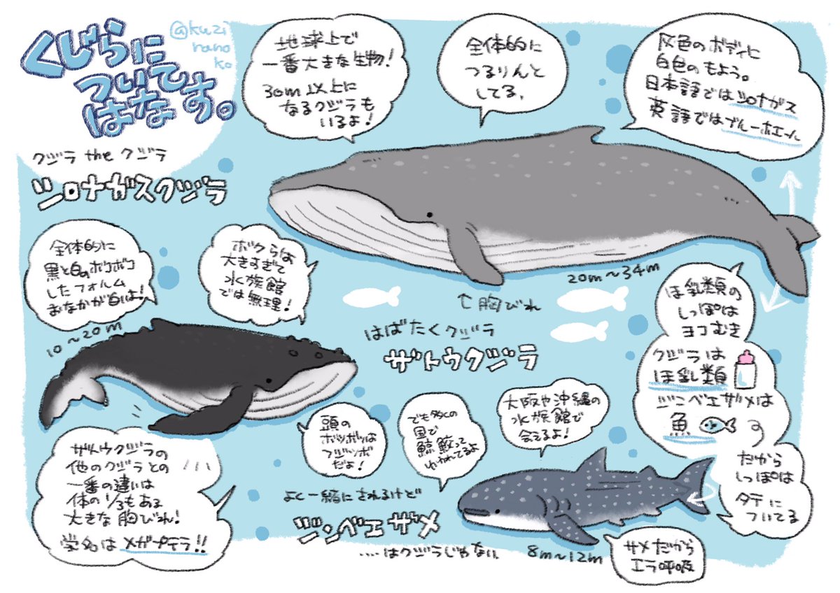 めーめ シロナガスクジラとザトウクジラの違いをかいたよ T Co Wvzmbueskh Twitter