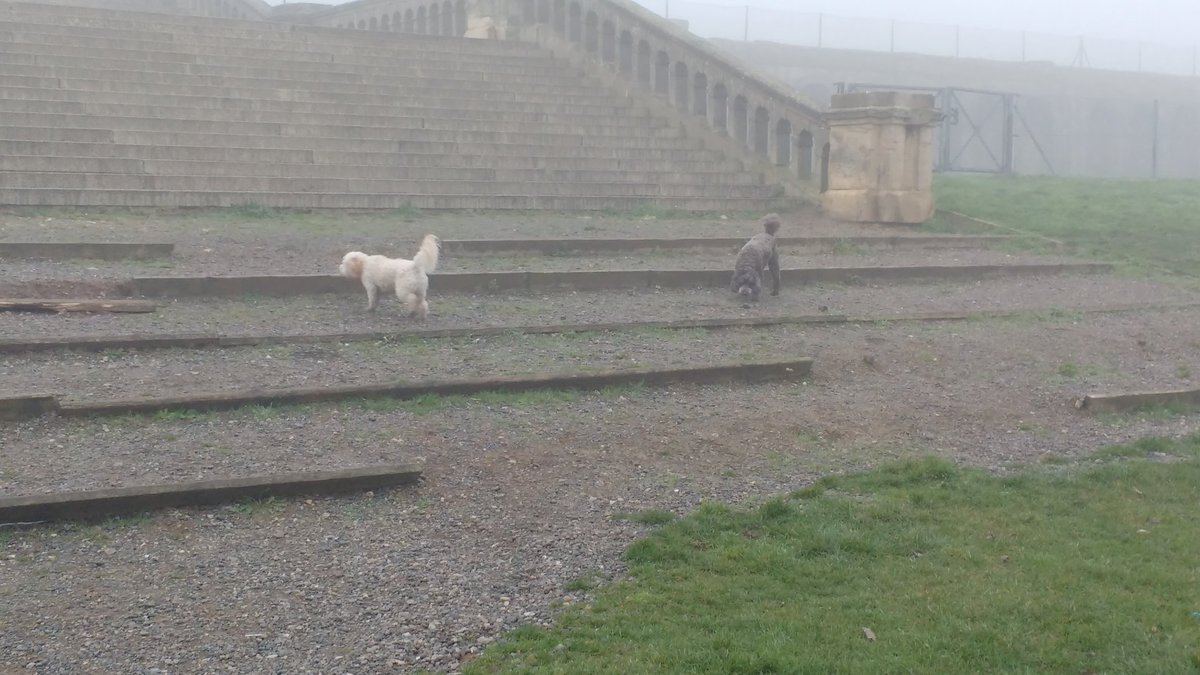 DougieCockapoo's tweet photo. Me and @OCavapoo in a very foggy Crystal Palace park. #cockapoo #cavapoo #crystalpalacepark https://t.co/LqfcUP6jGs