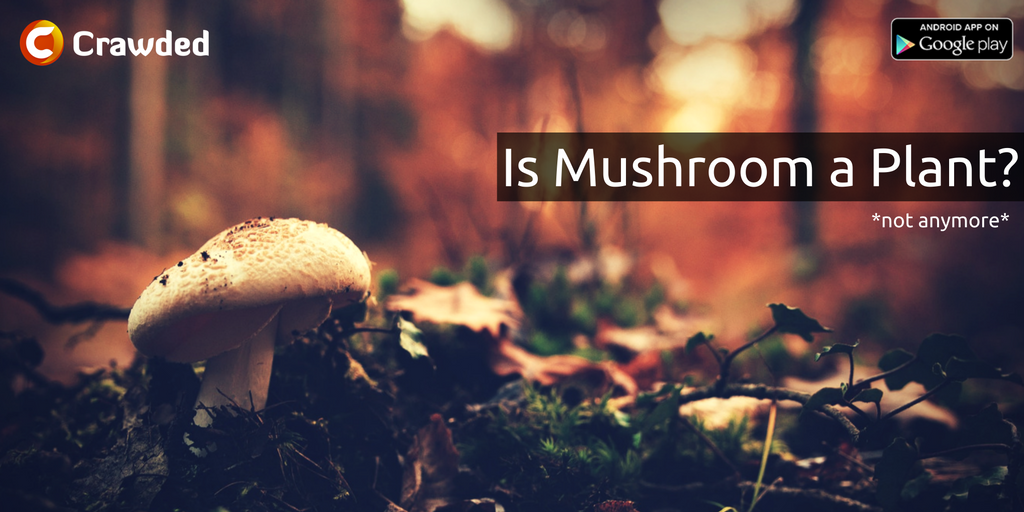 crawdedindia's tweet photo. What do you know about Mushrooms?Is it a plant? Well not anymore! Click to find out more!
https://t.co/pYq3akND04
#Biololgy #Plants #Crawded https://t.co/6d3p0UsIbO