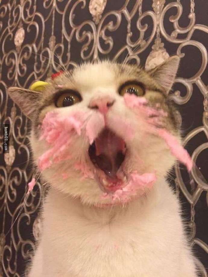 taehyungpic's tweet photo. 🐱🎂 https://t.co/hUkUAbJsGh