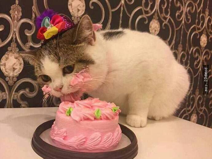 taehyungpic's tweet photo. 🐱🎂 https://t.co/hUkUAbJsGh
