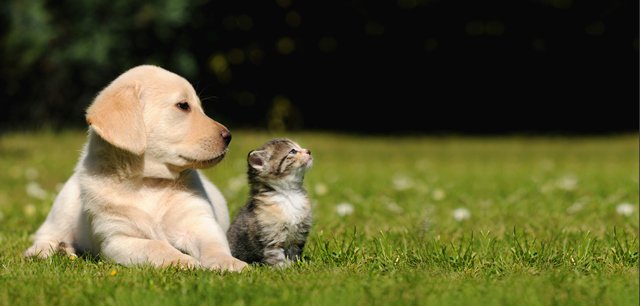 As 2016 comes to a close, what are you most excited for in 2017? We’re excited to continue our efforts to improve animal health!