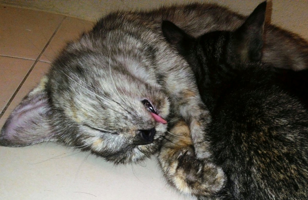jimie1402's tweet photo. Amaran terakhir. Kalau lps ni kau buat hal lagi, aku viralkan gambar kau ni 😈
#Kamarul
#BuluBuluKehidupan https://t.co/NeFUvwS97I