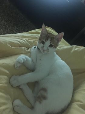 9 aylik oglumuz Osman Istanbul Halkali merkezde kaybolmustur. Irtibat: 0507 869 73 33