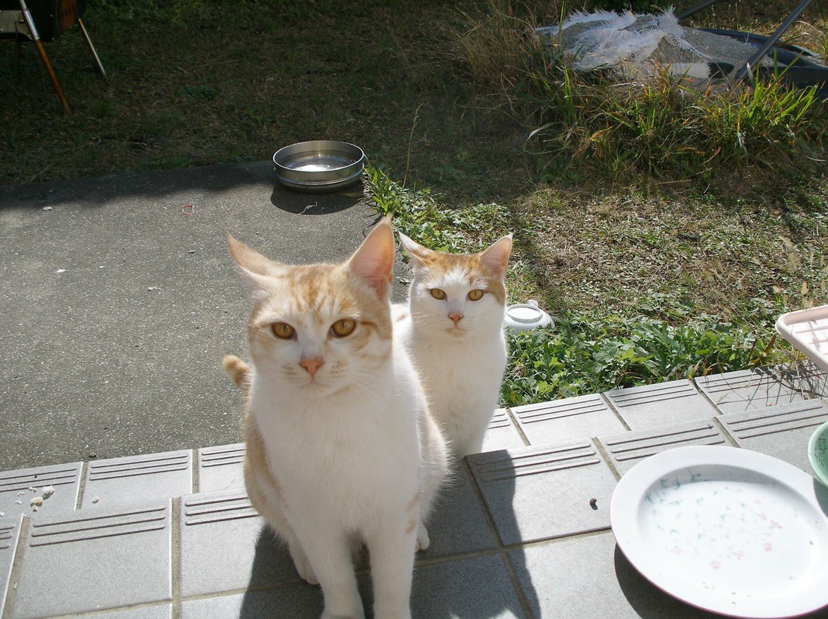 あんどわん tweet media