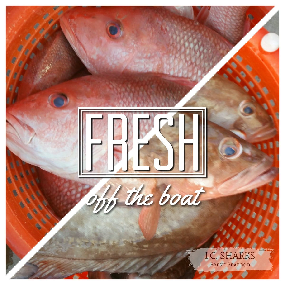 ICSharks's tweet photo. Get a FRESH start to the New Year with FRESH Seafood from #icsharks #tampabay #stpete #freshseafood #grouper #snapper #hogfish #oysters #yum https://t.co/yaltYXh56d