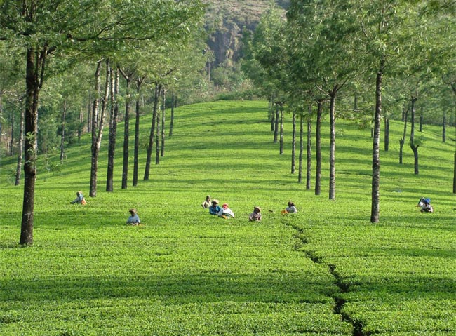 hostmyholidays's tweet photo. Tea Gardens in #Kerala https://t.co/x9JRewO67v