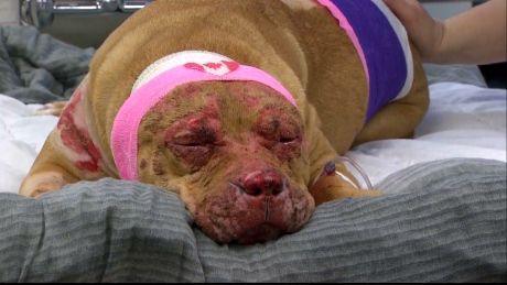 Vet bills for pit bull suffering second degree burns piling up, says Richmond animal group buff.ly/2ixgXjT