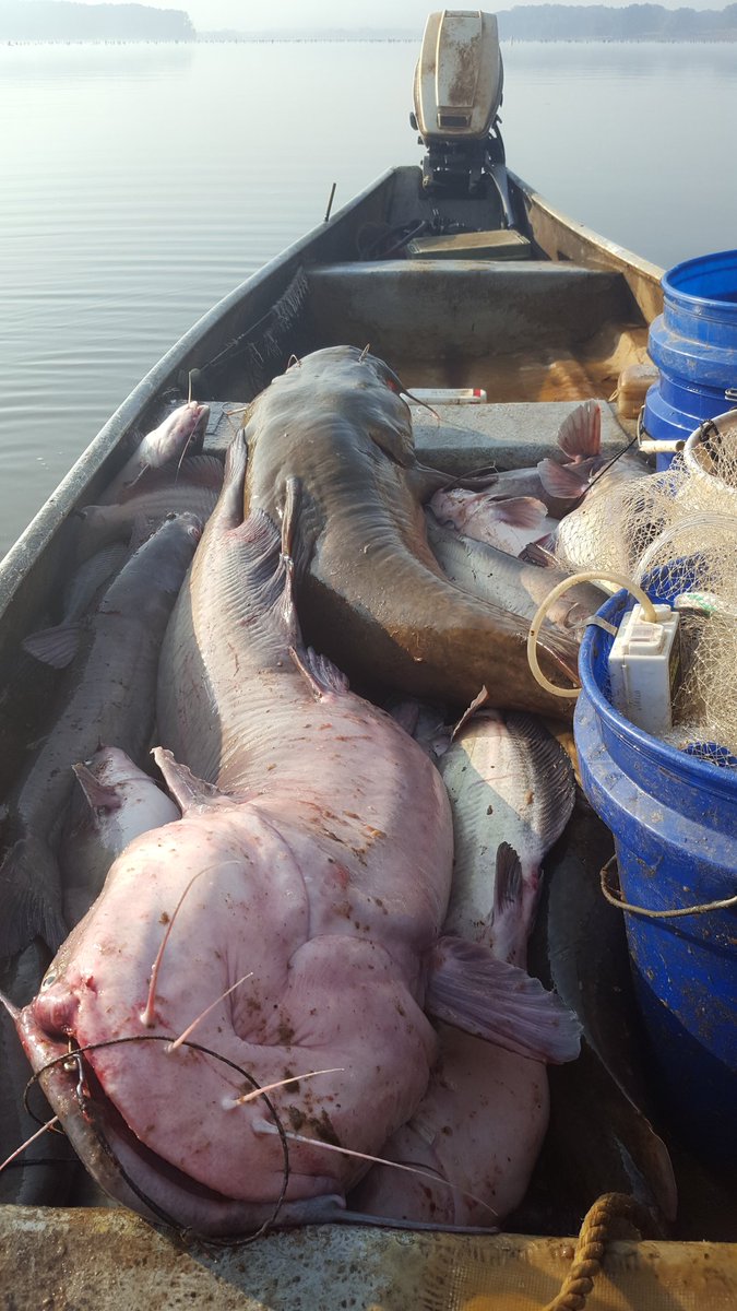 Haul of December catfish on lake oconee. #thesouth