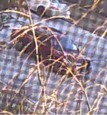 SLMPD's tweet image. Homicide investigators are seeking info on this vehicle of interest. Recognize it? Help us &amp;amp; call 866-371-TIPS. ow.ly/r92x307yIBE