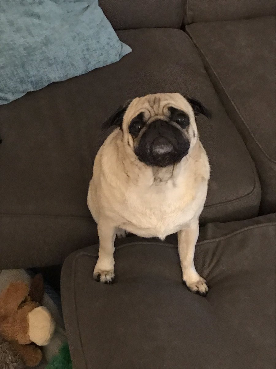 PollyThePug01's tweet photo. https://t.co/9nwK2meGed