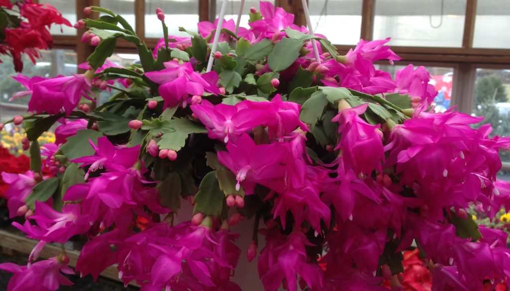 RMGMercerCounty's tweet photo. Learn how to care for your holiday Catci carehttp://mgofmc.org/2016/12/12/divas-of-december-winter-blooming-plants/ #gardening #tips https://t.co/hKQ988ZyxN