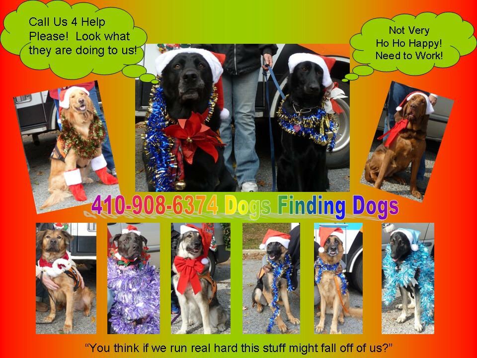 DogsFindingDogs tweet picture