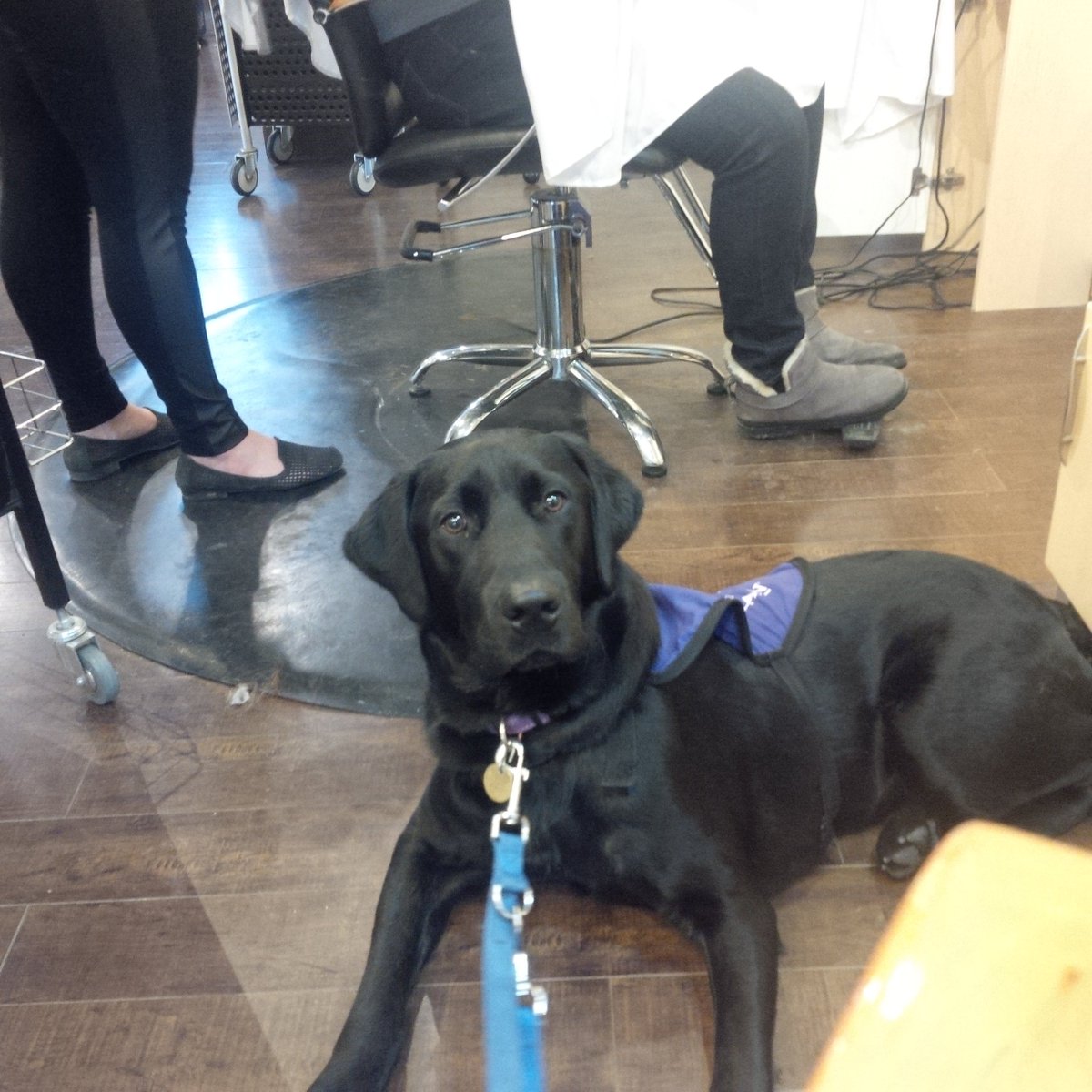 CADPATPup's tweet photo. At Skala Hair...thinking I'll get something ombré? Thanks @lisa_grabowecky for the ear scritches! https://t.co/HbwERXkujy