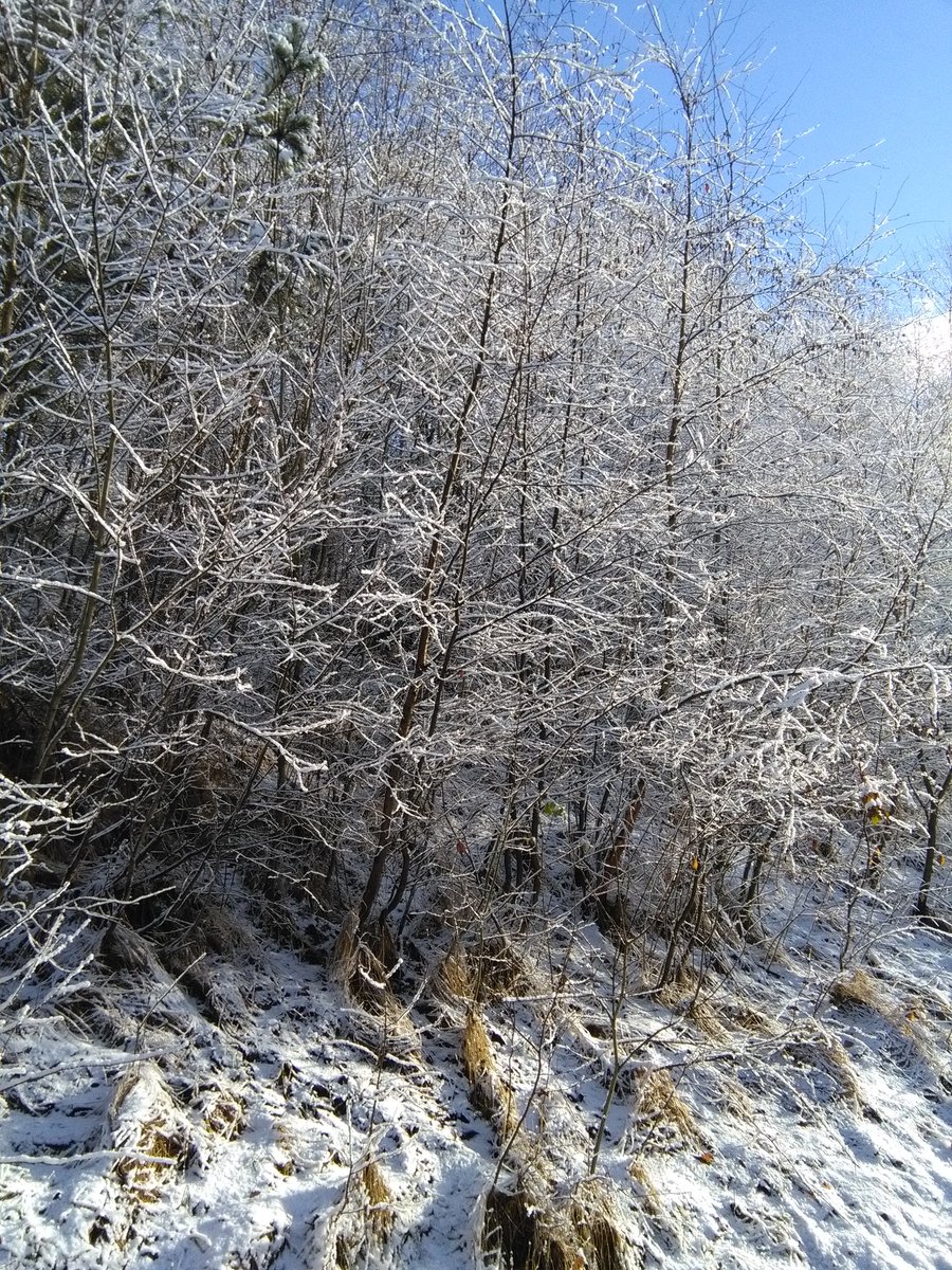 Andy981117's tweet photo. Bayerischer Wald, Schnee und Ferien - Entspannung pur *-* https://t.co/eIhFhWHwjs