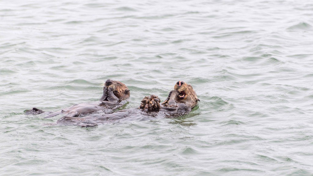 Piccapixel's tweet image. The cute and intelligent sea otters of Moss Landing. Click the link to learn more!
#travel #california #picoftheday 
piccapixel.com/moss-landing-s…