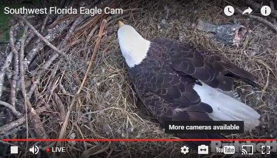 12News's tweet photo. #HatchWatch2016 continues: https://t.co/lDAHRXwo0h https://t.co/UTc2DsBZdU